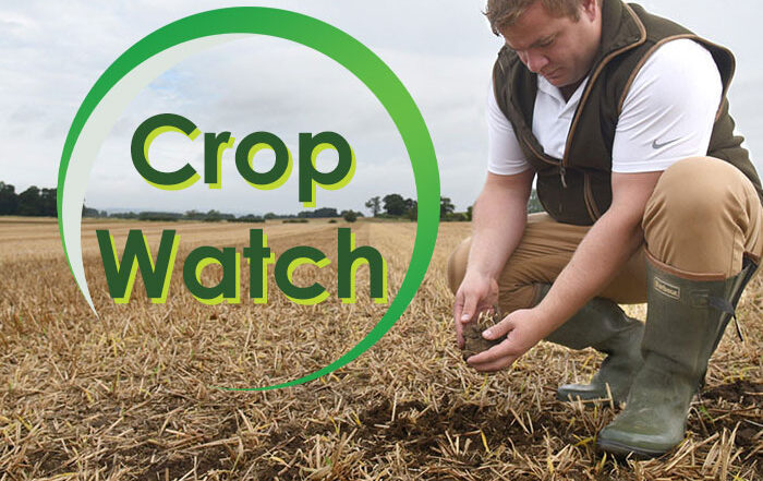 Arable Advisor Crop Watch Ben Boothman