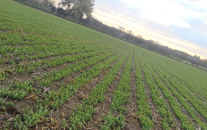 Crop Watch October 2020