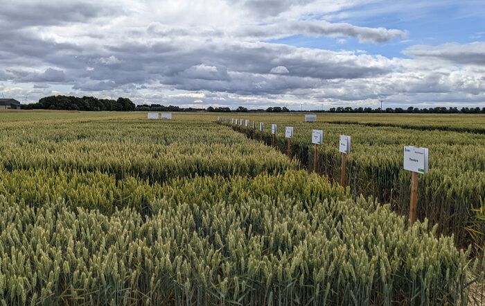 Wheat Trials September 2022 Arable Advisor