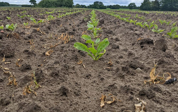 Crop Watch June 2022