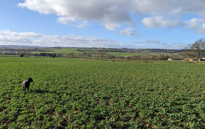 Arable Advisor Crop Watch March 2022