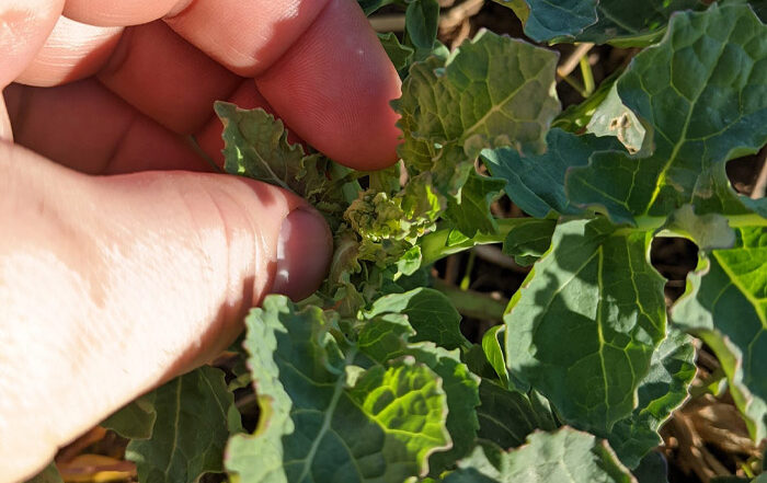 OSR crop staring to pick up a little in the sunshine